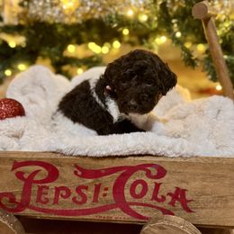 Vixen - Parti female Labradoodle puppy in Candler, North Carolina from Maple Bakin’ Doodles