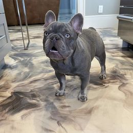 Eazy - French Bulldog