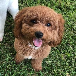 Leather - Goldendoodle