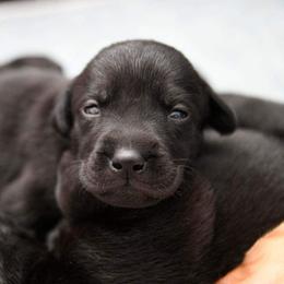 Labrador Retriever Puppies from Knotty Creek Labradors