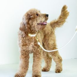 Goldendoodles from Roseville GoldenDoodles