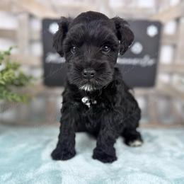 Salami - Black male Miniature Schnauzer puppy in Hockley, Texas from Dixieland Miniature Schnauzers
