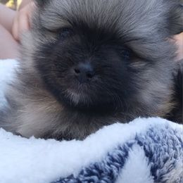 Scooby - Pomeranian puppy from Maple Hills Poms