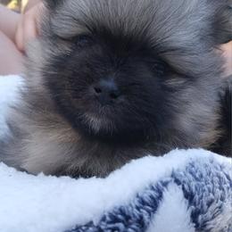 Scooby - Pomeranian puppy from Maple Hills Poms
