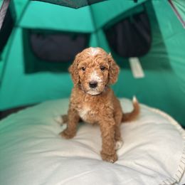 Boy 3 - Red  Goldendoodle puppy in Rialto, California from Bridge City Doodles