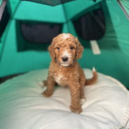 Boy 3 - Red  Goldendoodle puppy in Rialto, California from Bridge City Doodles