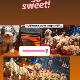 Bernedoodle and Goldendoodle Puppies from Lyon and Luna Goldendoodles Bernedoodles