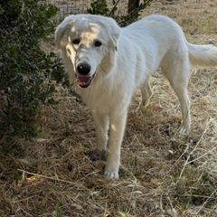 Max - male Maremma Sheepdog puppy in Kings County, California from Prancing Pony Farm Maremma Sheepdogs