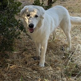 Max - male Maremma Sheepdog puppy in Kings County, California from Prancing Pony Farm Maremma Sheepdogs