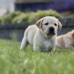 Labrador Retriever Puppies from Buena Vista Labradors