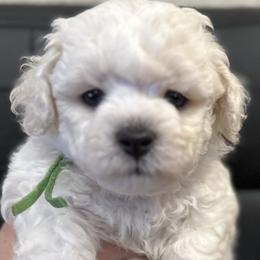 Boy 4 - White male Bichon Frise puppy in Pahrump, Nevada from Calvada's Bichons