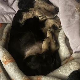Dachshund Puppies from Leah’s Suncoast Doxies