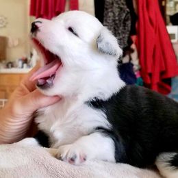Aussiedoodle, Australian Shepherd, Miniature American Shepherd, and Miniature Australian Shepherd Puppies from Bline Family Farm