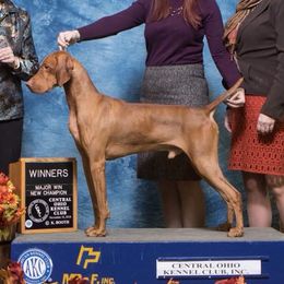 Whiskey - Vizsla