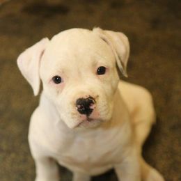 American Bulldog Puppies from Northern Woods American Bulldogs