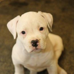 American Bulldog Puppies from Northern Woods American Bulldogs