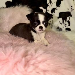 Black seal - Black and red female Chihuahua puppy in Newport, Kentucky from Chihuahua Casa