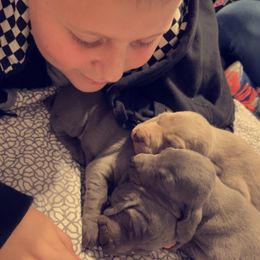 Weimaraner Puppies from North Georgia Weims