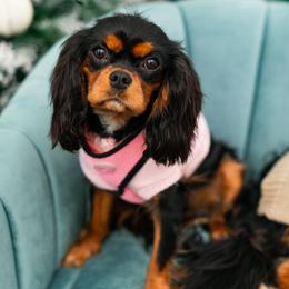 Olivia - Cavalier King Charles Spaniel