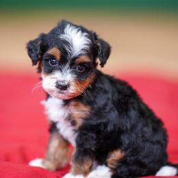 Charms - Tri-color female Bernedoodle puppy in Dundee, Ohio from Down Home Doodle