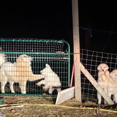 Maremma Sheepdog Puppies from Unfinished Acres