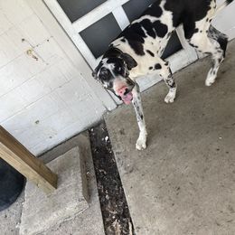 Great Dane All Grown Up from A Rowe of Danes