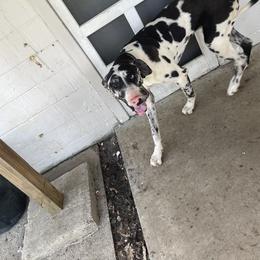 Great Dane All Grown Up from A Rowe of Danes