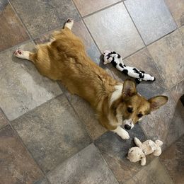 Sugar - Pembroke Welsh Corgi