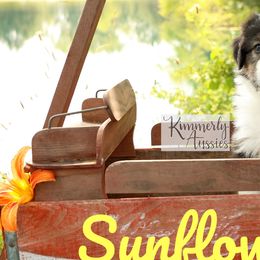Sunflower - Black & white Australian Shepherd puppy in St. Louis, Missouri from Kimmerly Aussies