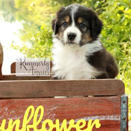 Sunflower - Black & white Australian Shepherd puppy in St. Louis, Missouri from Kimmerly Aussies