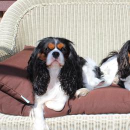 Cavalier King Charles Spaniel All Grown Up from Michelle Wesner
