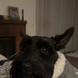 Olivia - Miniature Schnauzer