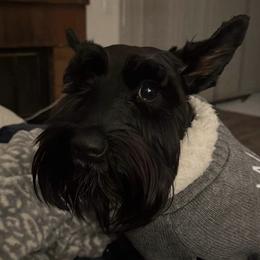 Olivia - Miniature Schnauzer