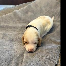 Black Collar-Toast - Red and white male Beagle puppy in Las Vegas, Nevada from Hound Kings