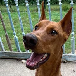 Doberman Pinschers and German Shepherds from By My Side Germans Shepherds & Dobermans