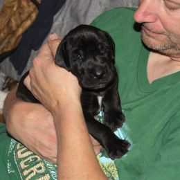 Great Dane Puppies from Dunn Right Ranch