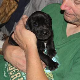 Great Dane Puppies from Dunn Right Ranch