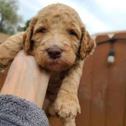 Gray collar - Apricot male Poodle puppy in Colorado Springs, Colorado from Silly's Standard Poodles