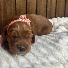 Fuzzie - Red male Australian Labradoodle puppy in Citrus Heights, California from Elite Blend Labradoodles