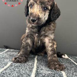 Poodle Puppies from Roemer’s Standard Poodles