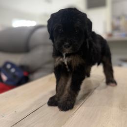 Bernedoodle and Goldendoodle Puppies from OHDoodles FL