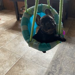 French Bulldog Puppies from Bleu Rock French Bulldogs