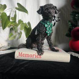 Pepper - Black female Assorted Doodle Crosses puppy in Hesperia, California from House of Poodles