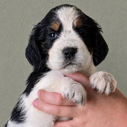 Foxy - Black white and tan female English Springer Spaniel puppy in Fort White, Florida from Thunderbird Springers