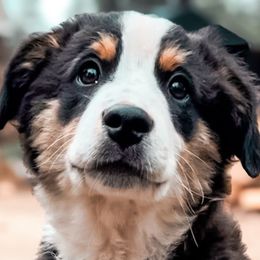Banzai - Black tri Miniature Australian Shepherd puppy in Shingletown, California from Whiskeytown Aussies