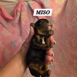 Miso - Black and tan female Cavalier King Charles Spaniel puppy in Lehi, Utah from Angels and Nobility Cavaliers