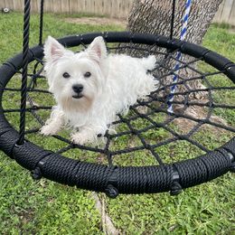 West Highland White Terriers from Briana Faulk