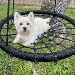 West Highland White Terriers from Briana Faulk
