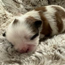 Shih Tzu Puppies from Exclusively Shih Tzu's LLC