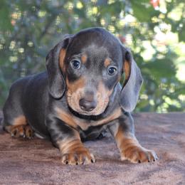 Dachshund Puppies from Divine Dachshunds